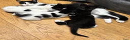 Mixed Breed cats for sale: Adorable bundles of mischief and joy in Tiverton - Advert 1