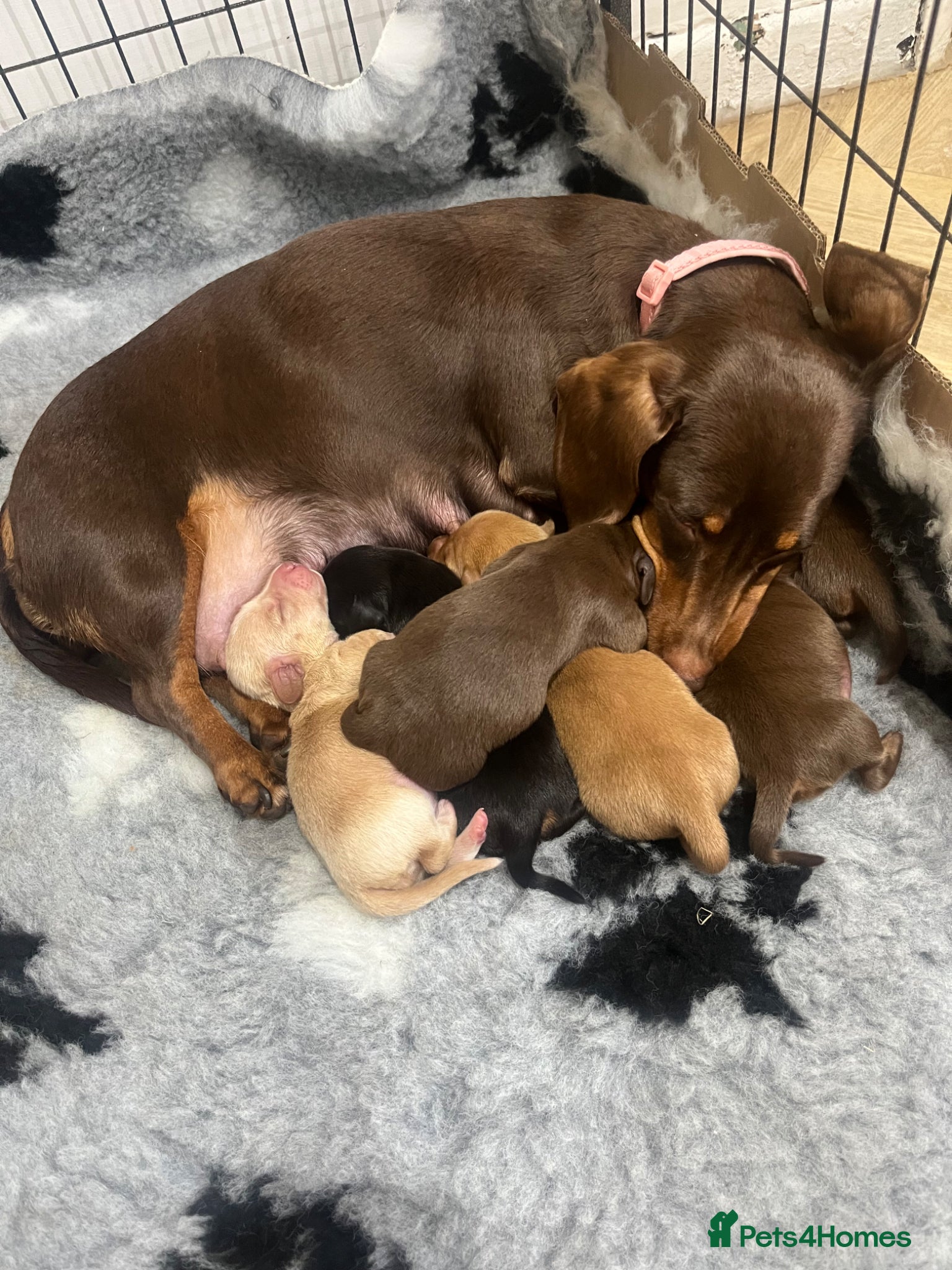 Miniature Dachshund dogs KC Registered Miniature Dachshund puppies - Advert 18