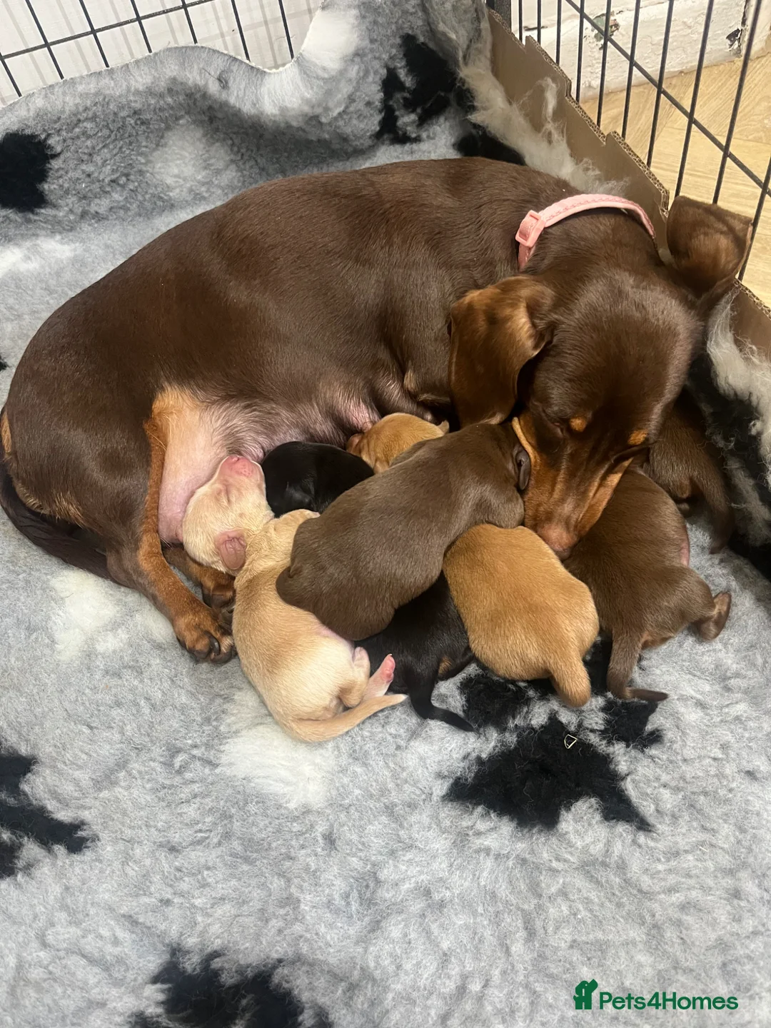 Miniature Dachshund dogs for sale: KC Registered Miniature Dachshund puppies - Advert 1