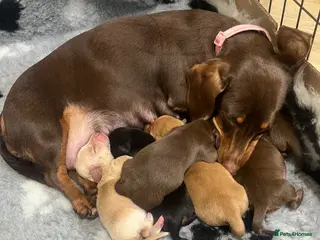 Miniature Dachshund dogs KC Registered Miniature Dachshund puppies - Advert 18