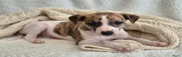 Whippet dogs for sale: Stunning Show Quality Ch Sired Whippet Puppies  - Advert 4
