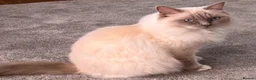 Ragdoll cats for sale: Beautiful 4yr old Blue Sealpoint Ragdoll - Advert 6