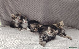 Norwegian Forest Cat cats for sale: Norwegian Forest kittens  - Image 1