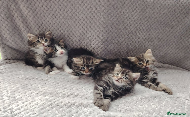 Norwegian Forest Cat cats - Advert 1