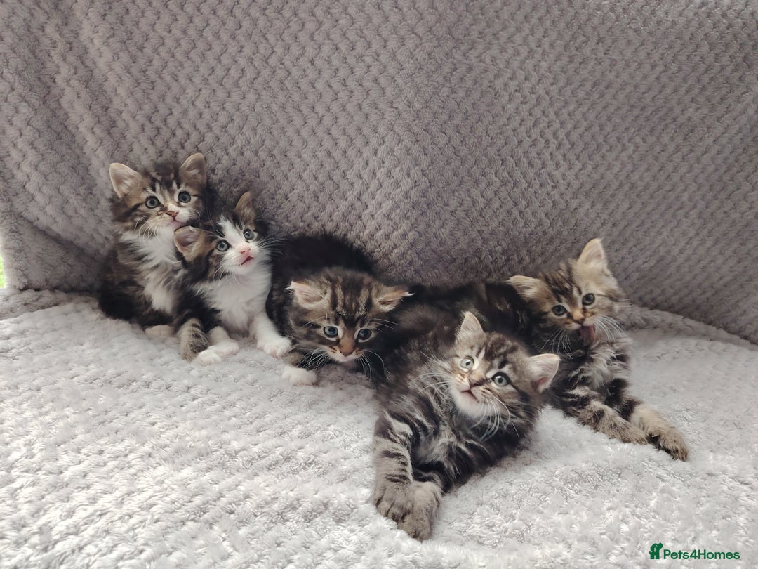 Norwegian Forest Cat cats for sale: Norwegian Forest kittens  - Image 1