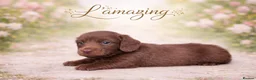 Miniature Dachshund dogs for sale: 5* L/H mini reg carrying cream vet approved pups - Advert 5