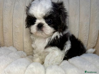 Shih Tzu dogs Two Imperial Shih Tzu Girls – Ready Now! - Advert 1