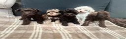 Schnoodle dogs for sale: Tiny Schnoodle Puppies 💙+ 🩷 - Advert 6