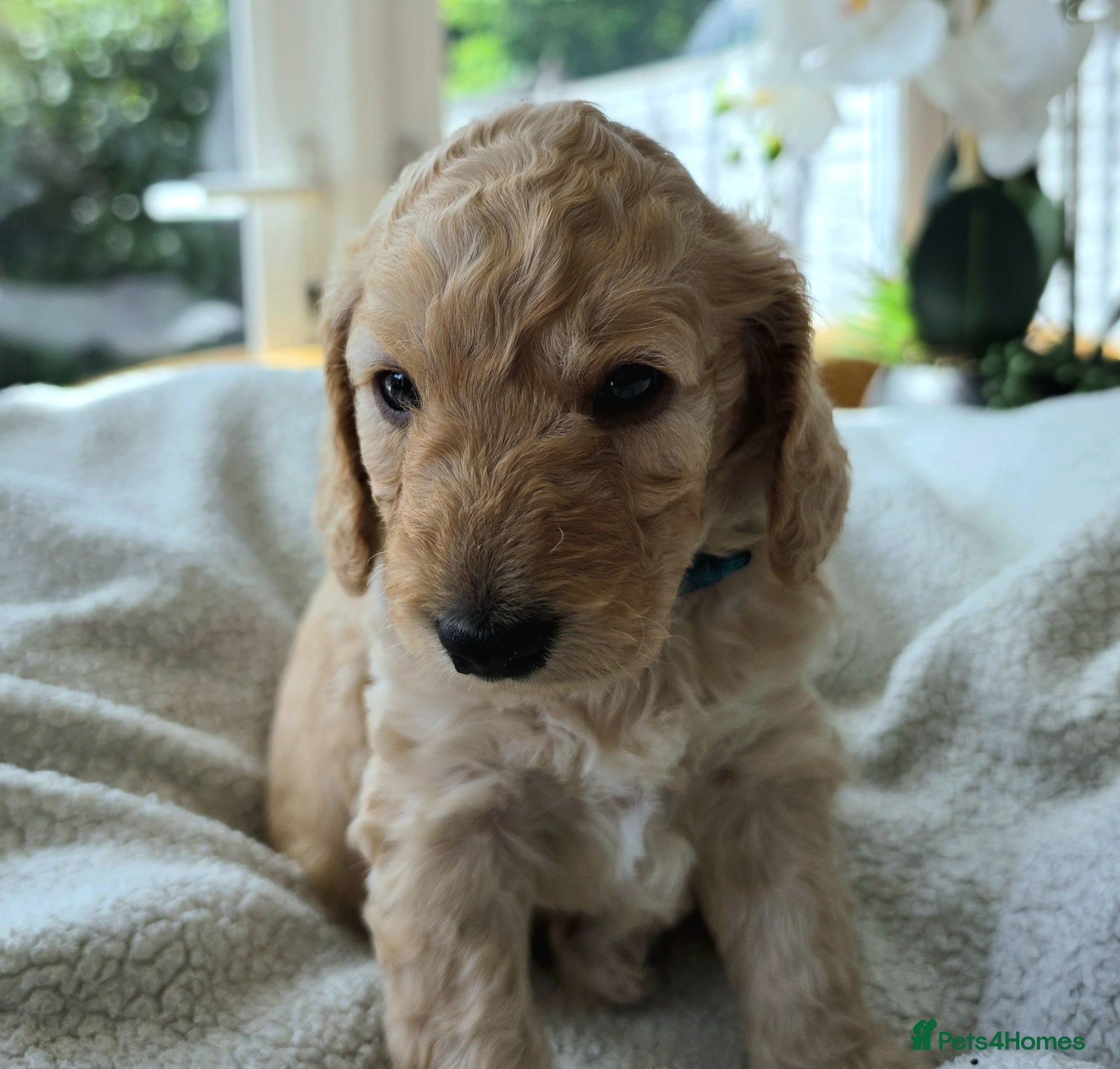 Cockapoo dogs 2 x F2 female cockapoos - Advert 2