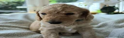 Cockapoo dogs for sale: 4 x F2 cockapoos - Advert 2