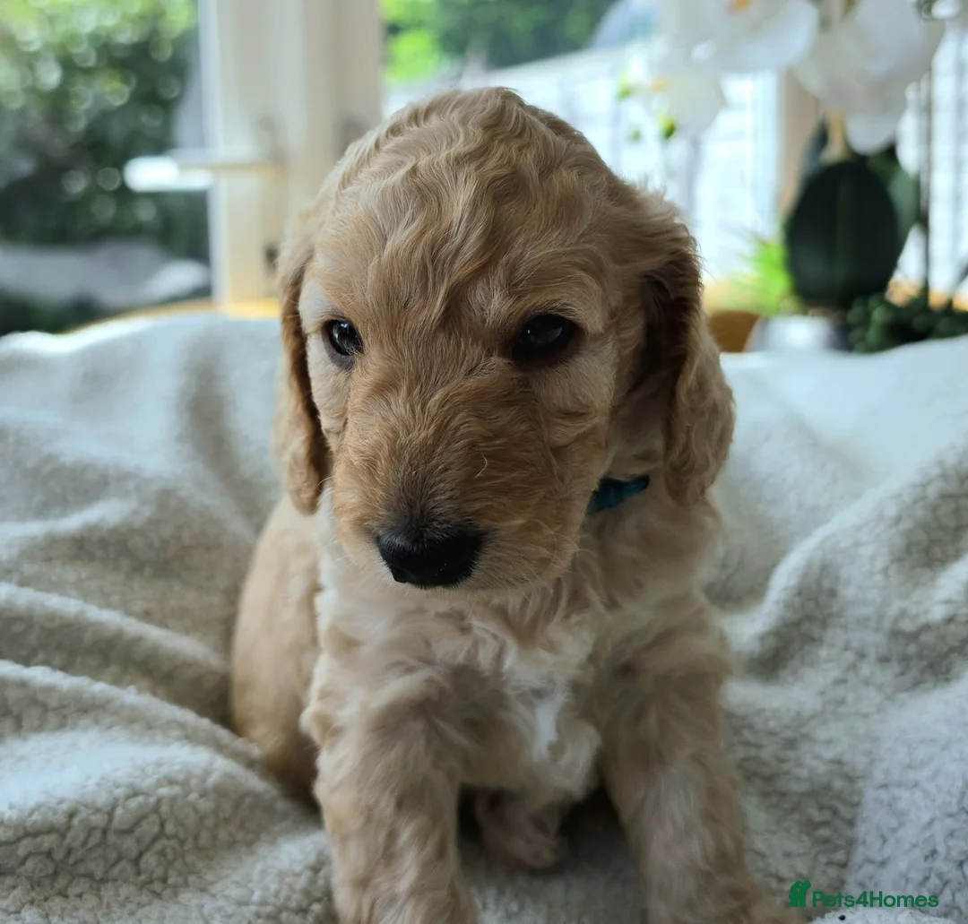 Cockapoo dogs for sale: 4 x F2 cockapoos - Advert 2