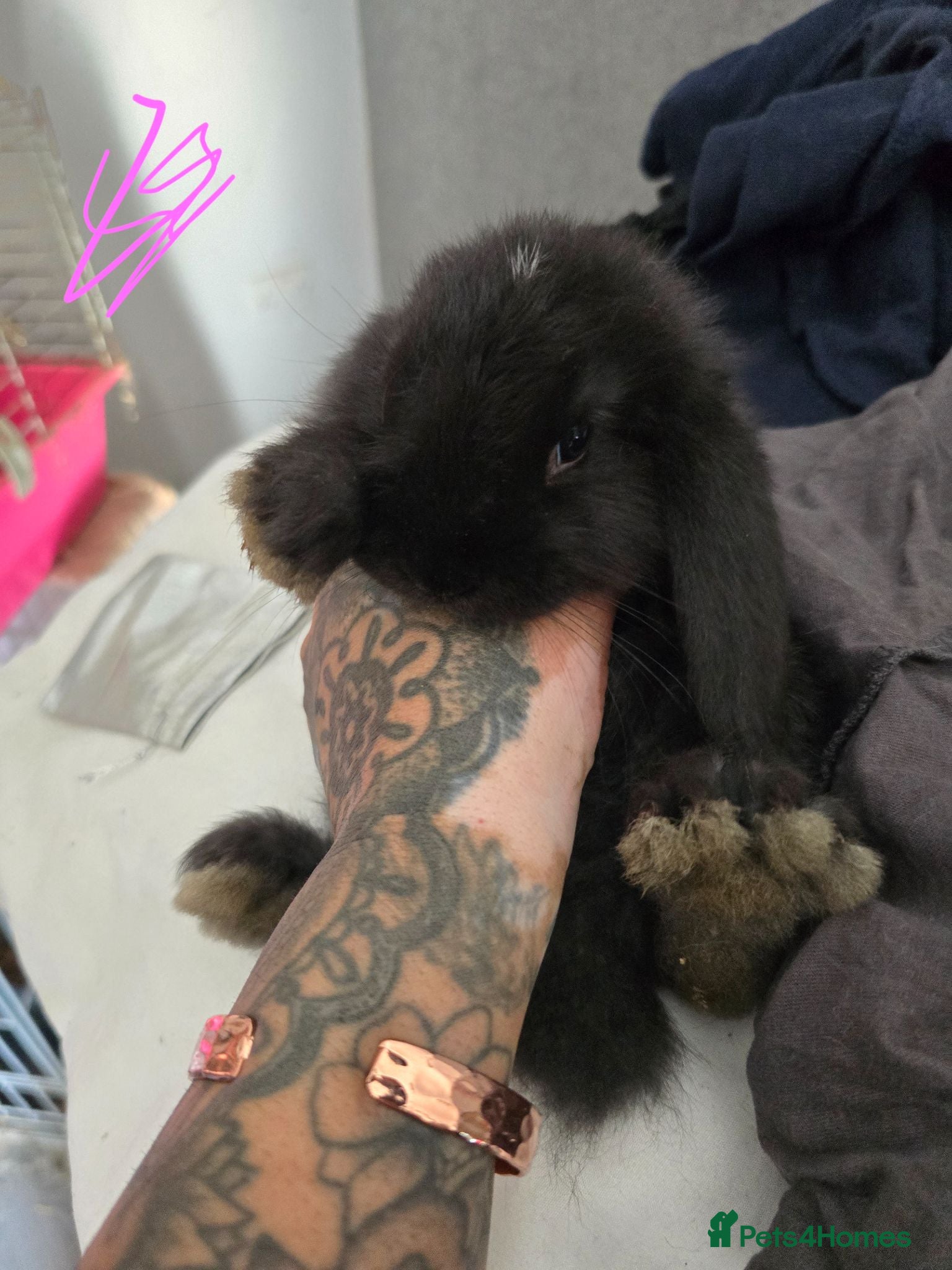 French Lop rabbits A Total of 8 Large French Lops - Advert 2
