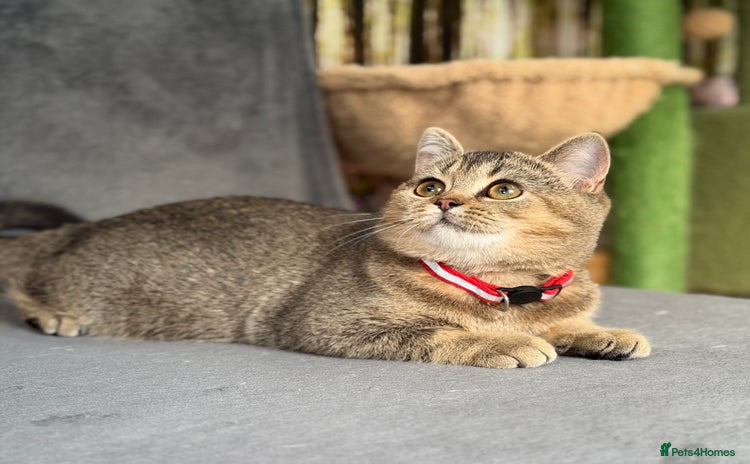 British Shorthair cats - Advert 3
