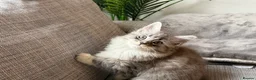 Maine Coon cats for sale: Beautiful half Maine coon kittens available  - Advert 2