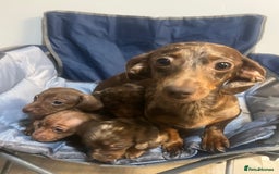 Miniature Dachshund dogs for sale: Gorgeous Miniature Dachshunds - Image 26