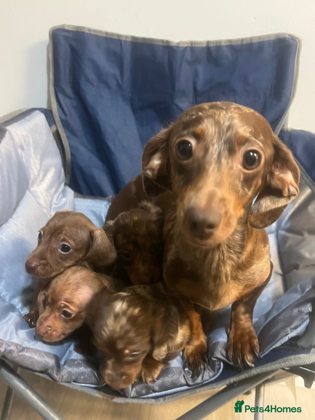 Miniature Dachshund dogs for sale: Gorgeous Miniature Dachshunds - Image 26