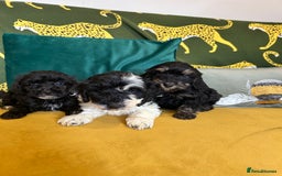 Cockapoo dogs for sale: F1 miniture cocapoos - Image 1