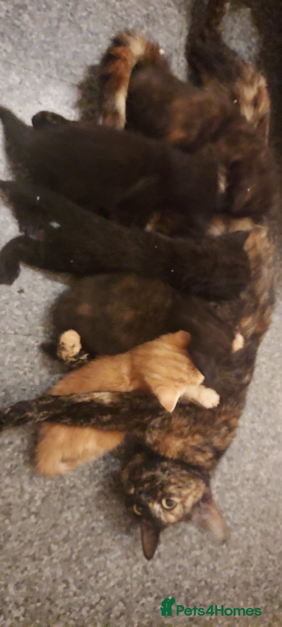 Mixed Breed cats for sale: Looking for loving home.Free of charge - Image 7