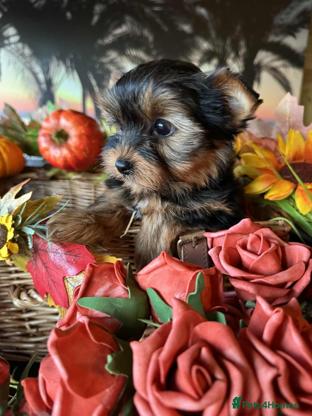 Yorkshire Terrier dogs for sale: Beautiful Pedigree Yorkshire Terrier puppies. - Advert 24