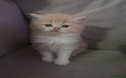 Scottish Fold cats for sale: Scottish fold straight kittens medium/long hair - Image 4