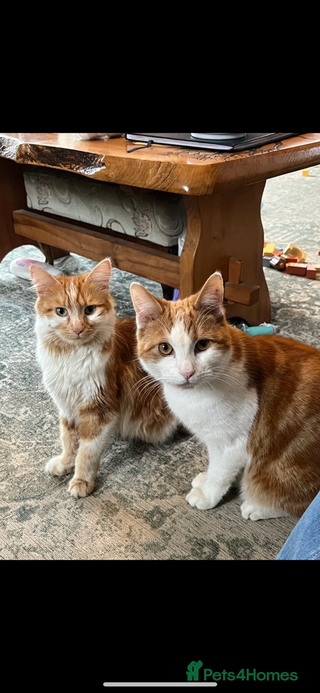 Mixed Breed cats for sale: Stunning tortoiseshell/ ginger long/mid hair kits - Advert 14