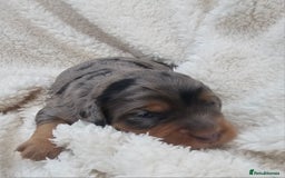 Cockapoo dogs for sale: The best cockapoos  - Image 21