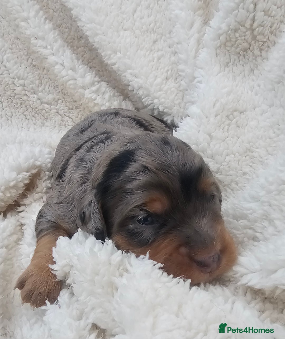 Cockapoo dogs for sale: The best cockapoos  - Image 21