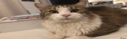 Mixed Breed cats for sale: TURKISH ANGORA / MAIN COON - Advert 9