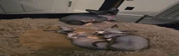 Sphynx cats for sale: Ready Sphynx Kittens Looking for Their Forever 🏰 - Advert 6