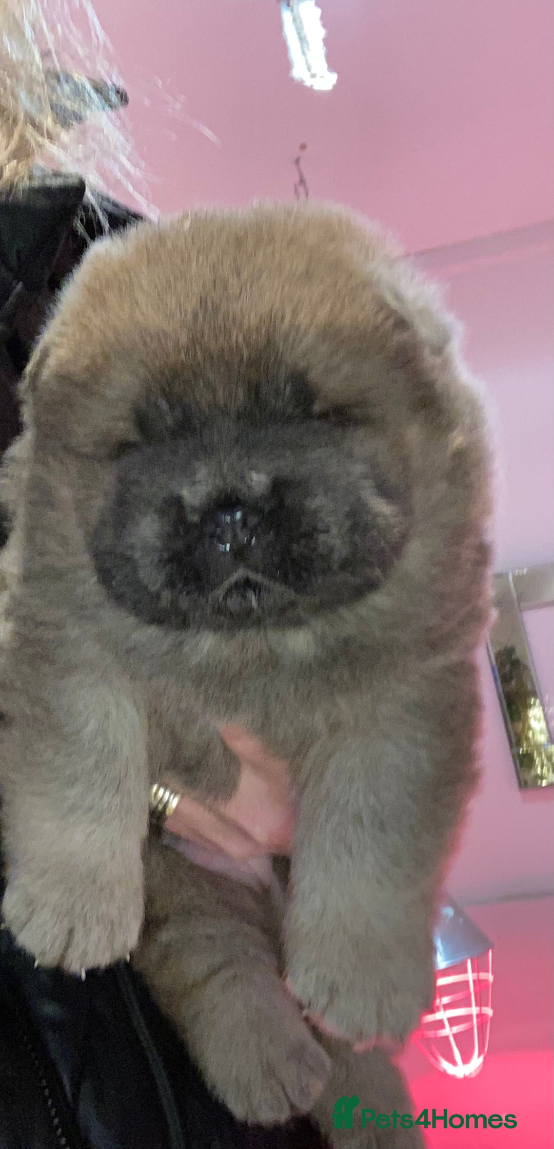 Chow Chow dogs for sale: Stunning kc chow chow  - Advert 19