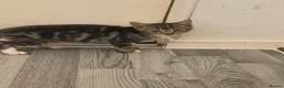 Mixed Breed cats for sale: Beautiful  - Advert 6