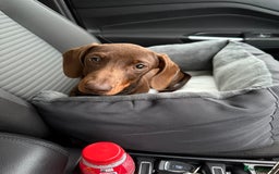 Miniature Dachshund dogs for sale: 4 month old miniature dachshund - Image 2