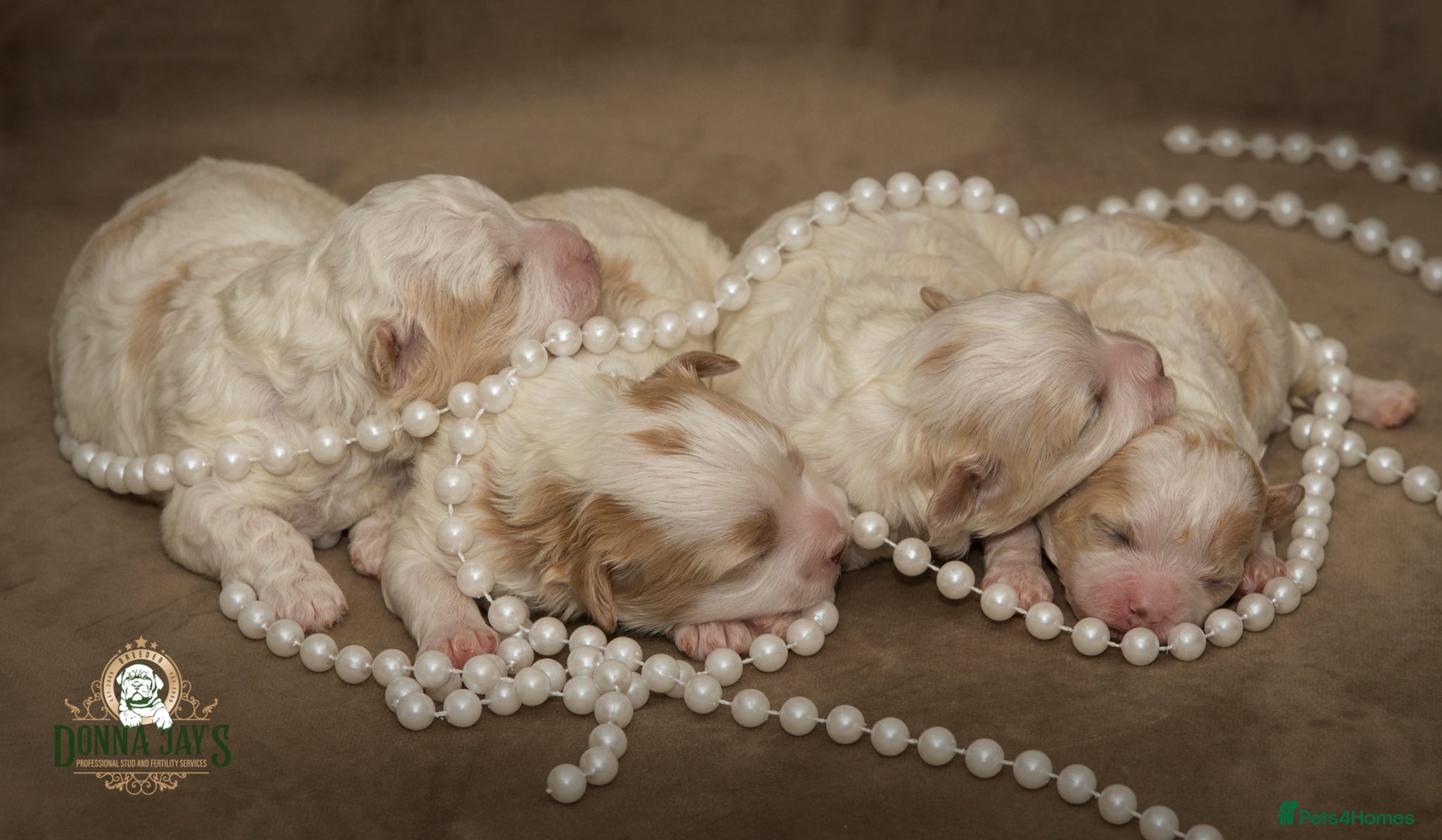Shihpoo dogs DonnaJays something truly special 🌟🌟🌟🌟🌟 - Advert 1