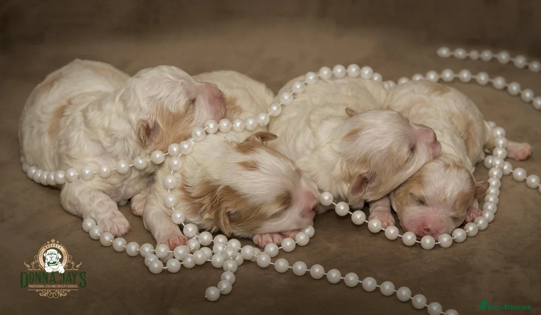 Shihpoo dogs for sale: DonnaJays something truly special 🌟🌟🌟🌟🌟 - Advert 1