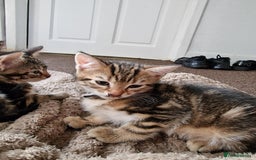 Mixed Breed cats for sale: 6 friendly tabby kittens - Image 12