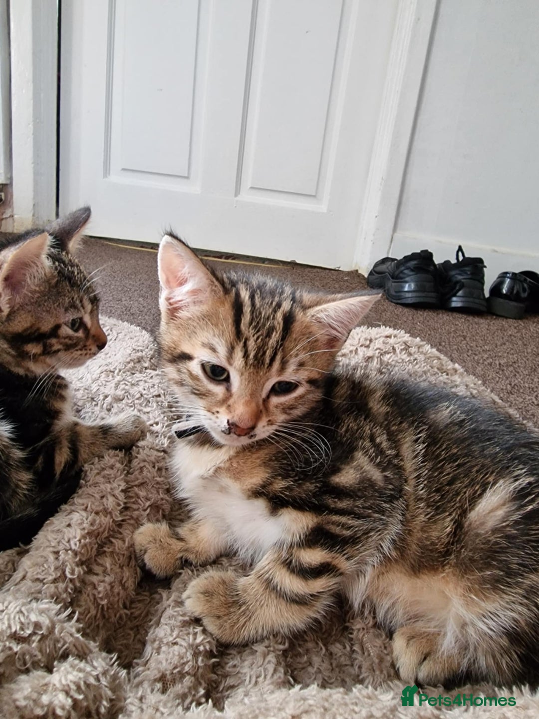 Mixed Breed cats for sale: 6 friendly tabby kittens - Image 12
