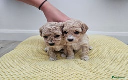 Maltipoo dogs for sale: 3 fabulous teddybear Maltipoo girls  - Image 9