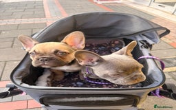 French Bulldog dogs for sale: 🐾Ready Now!! Adorable French Bulldog Puppies!  - Image 3