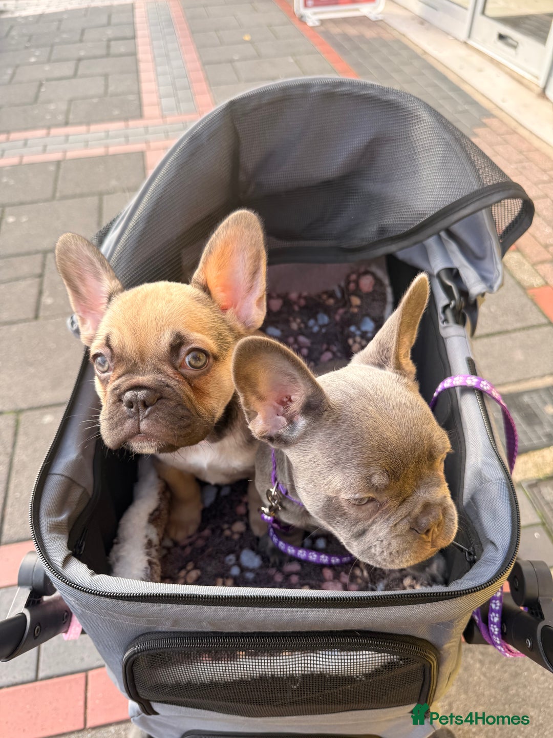 French Bulldog dogs for sale: 🐾Ready Now!! Adorable French Bulldog Puppies!  - Image 3