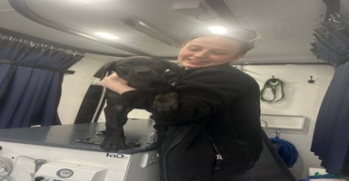 Cane Corso dogs - Advert 1