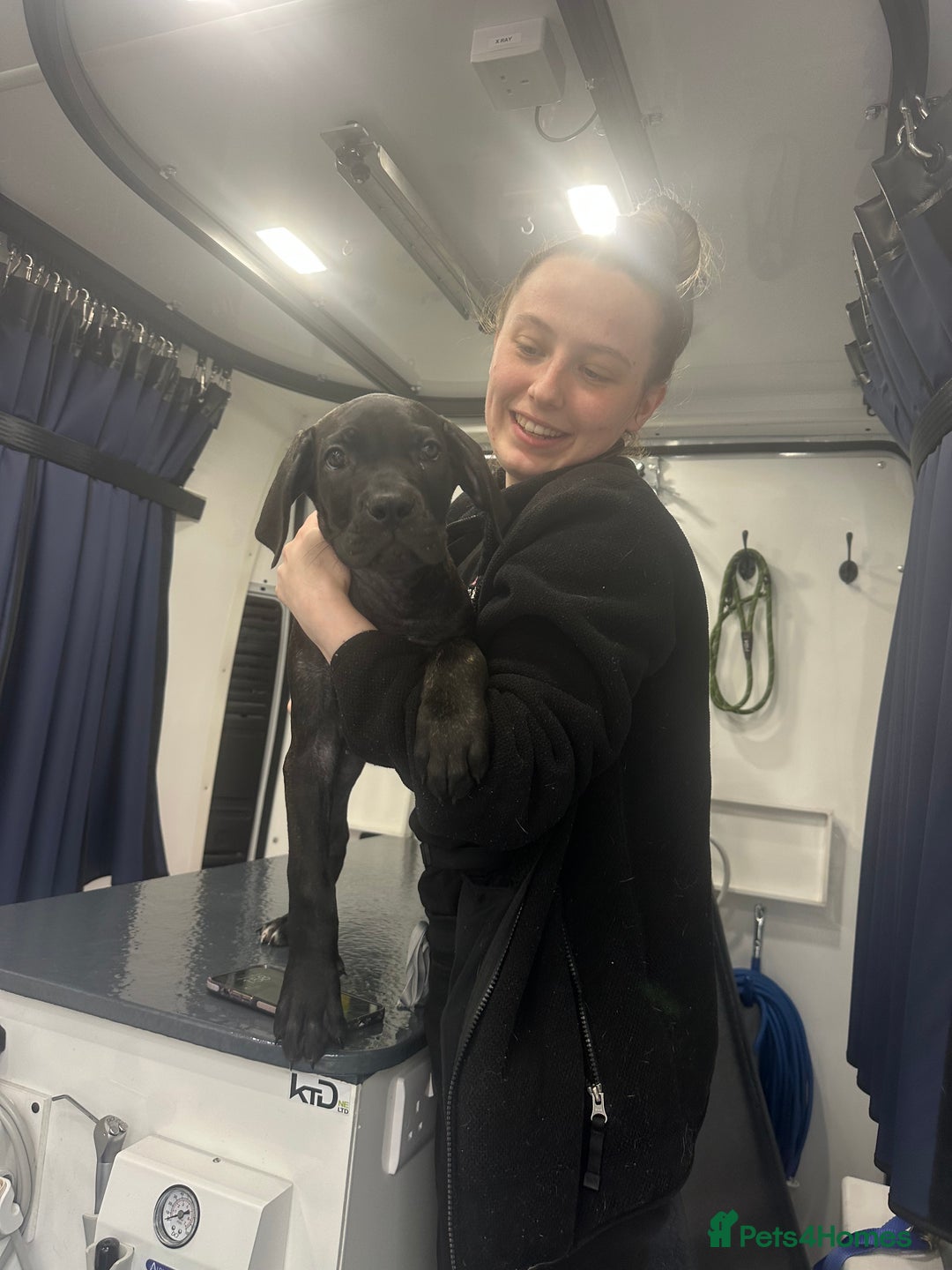 Cane Corso dogs for sale: CLOSING ADVERT ONCE REVIEWS ARE MADE - Advert 4