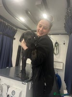 Cane Corso dogs - Advert 1