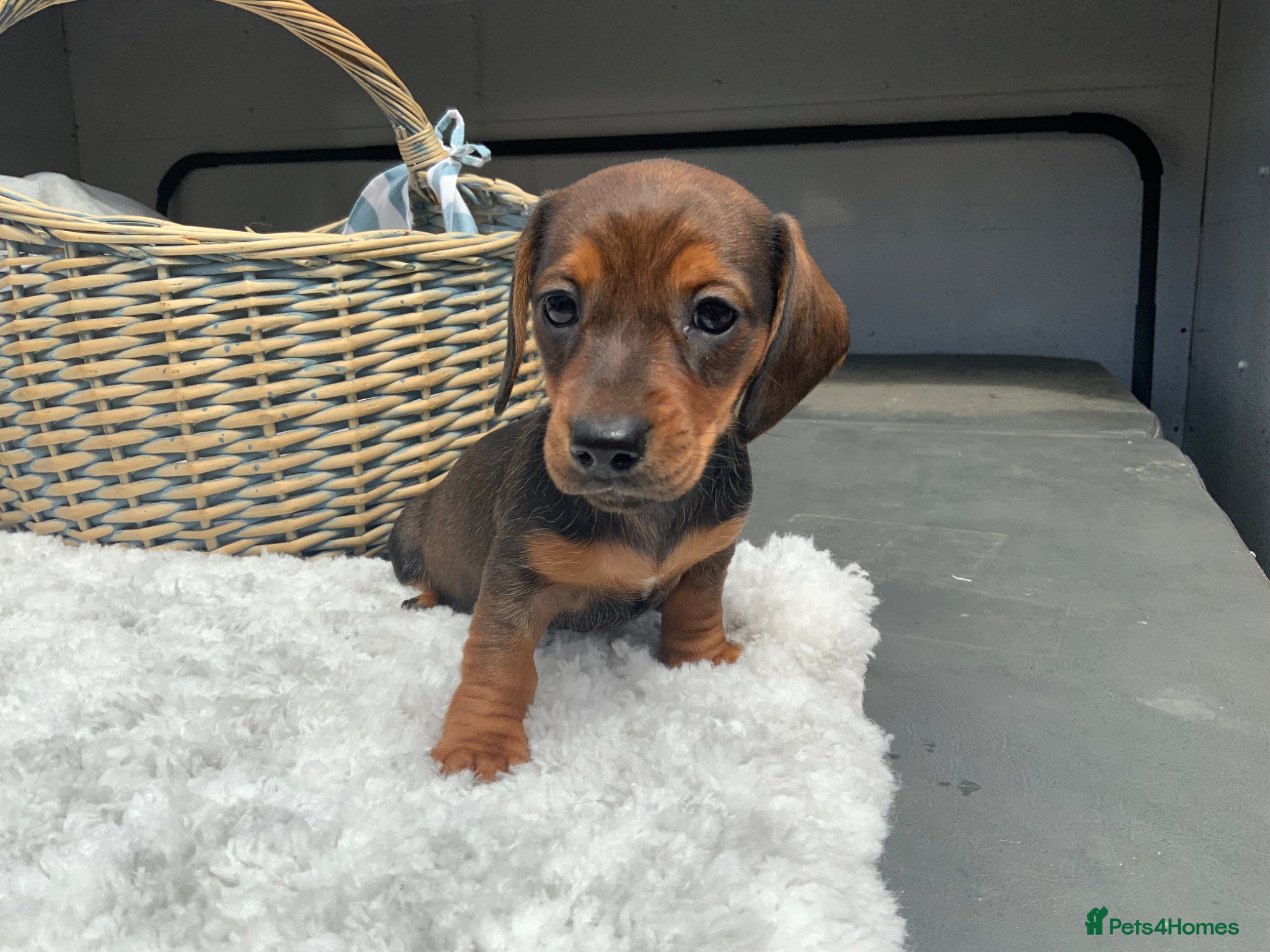 Miniature Dachshund dogs for sale: Miniature Dachshund Puppies 🐶  - Advert 8