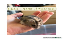 Hamster rodents for sale: Rescued Dwarf Hamsters For Adoption  - Image 5