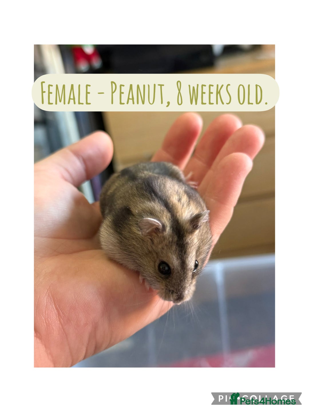 Hamster rodents for sale: Rescued Dwarf Hamsters For Adoption  - Image 5