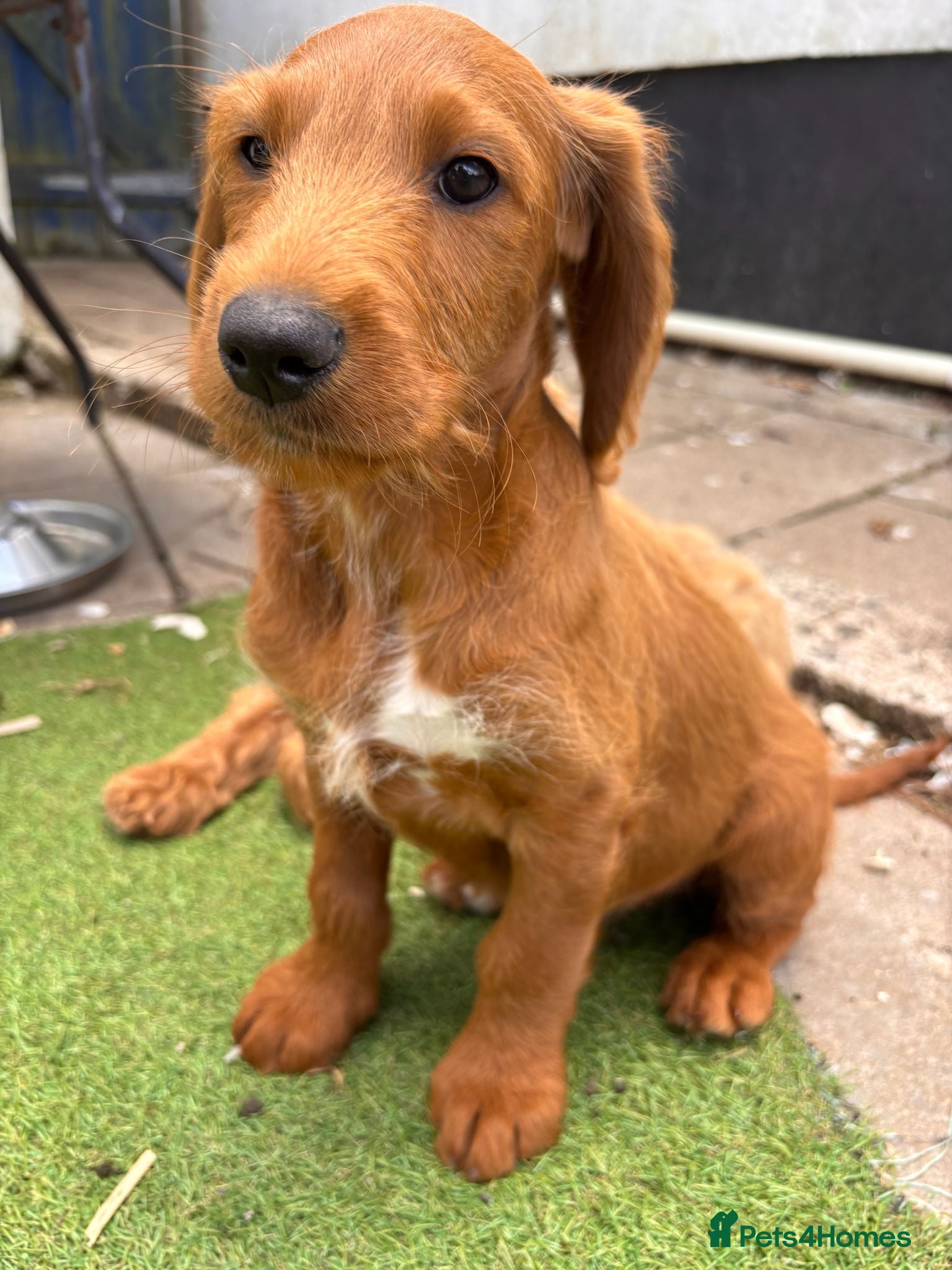 Mixed Breed dogs Labradoodle F1 Fox Red/ Australian Labradoodle  - Advert 1