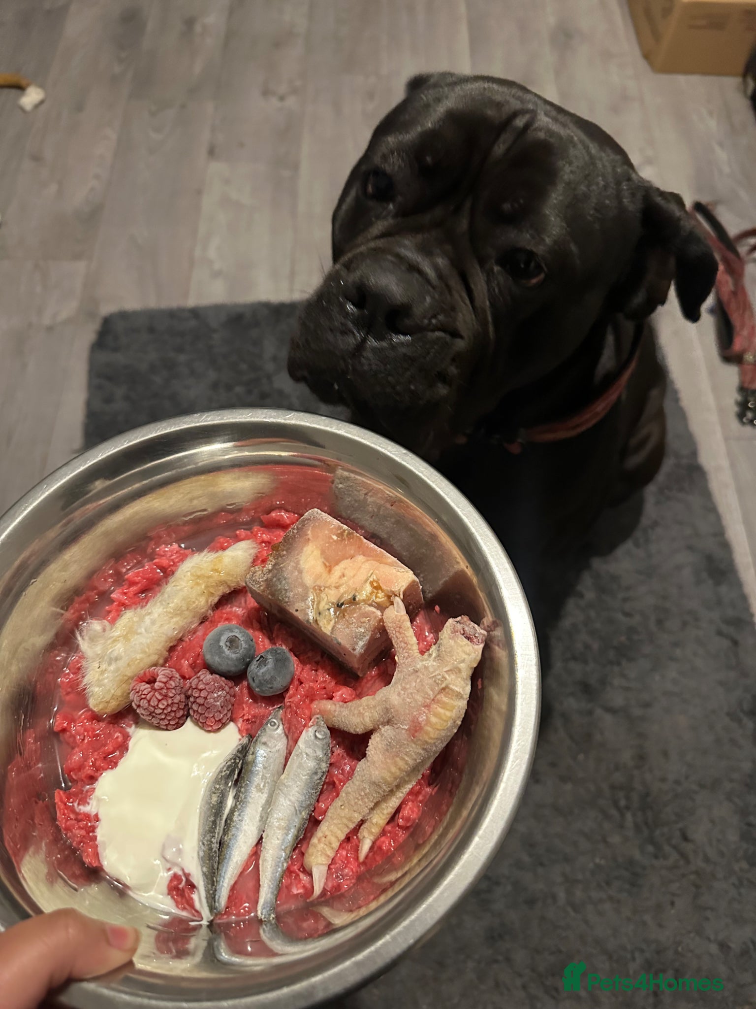 Cane Corso dogs Cane corso  - Advert 2