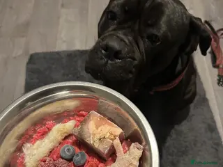 Cane Corso dogs Cane corso - Advert 2