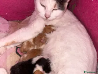 Mixed Breed cats Beautiful kittens - Advert 1