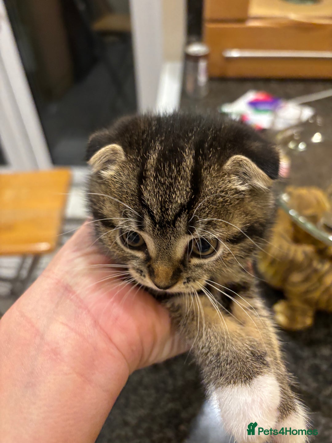 Scottish Fold cats for sale: No name - Image 2